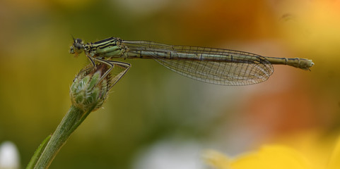 dragonfly on a leaf