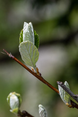 Macro view of a branch with group of green leaves on the end.