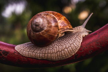 Snail in warm light seen from the side against a blurred background
