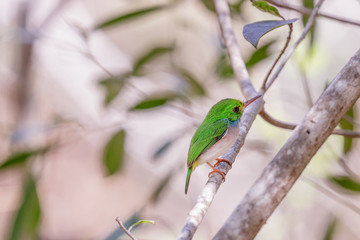 Cartacuba small green, white and red bird native to cuba