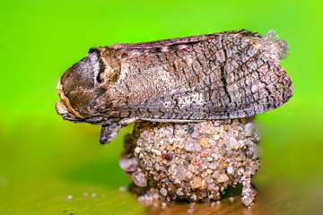 a Small butterfly insect on a plant in the meadow