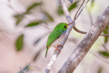 Cartacuba small green, white and red bird native to cuba