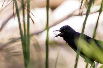 Icteridae Totí black bird with yellow eyes and open beak