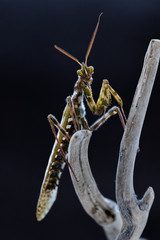 Praying mantis on wooden log with dark background