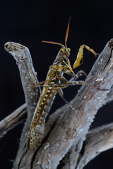 Praying mantis on wooden log with dark background