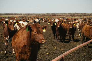 Vacas Hereford comiendo en feedlot en campo argentino