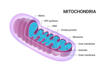 Vector diagram of Mitochondria. Cross-section view. Medical infographics. - obrazy, fototapety, plakaty