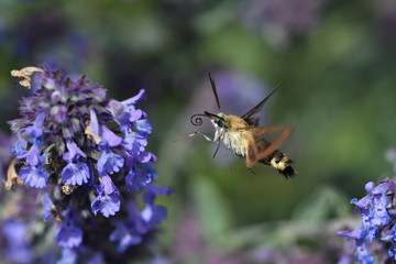 butterfly on purple flower