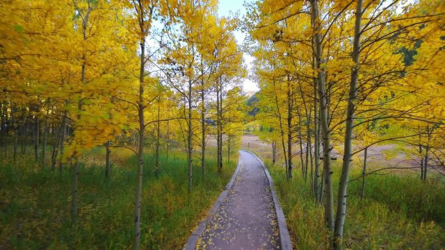 Point Of View Pov Walking Handheld Shot Of Hiking Trail Path By Castle Creek Road At Ashcroft Ghost Town With Yellow Foliage Aspen Trees In Aspen, Colorado Rocky Mountains During Autumn Fall 