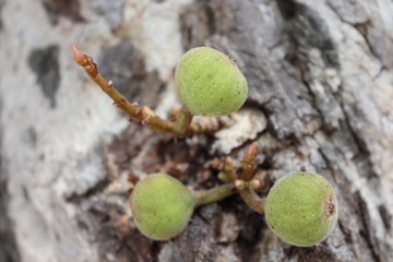 Fruit on a tree