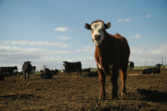 Vacas Hereford comiendo en feedlot en campo argentino