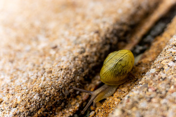 Garten-Bänderschnecke