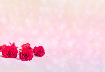 Delicate red roses on a pink bokeh background with copy space.