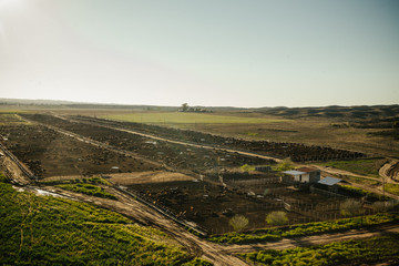 Vacas Hereford comiendo en feedlot