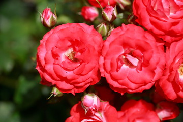 Rote Rosen, Closeup, Blumen,  Deutschland