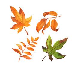 Green and orange leaves. Maple foliage. Hand drawn watercolor illustration.