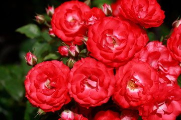 Rote Rosen, Closeup, Blumen,  Deutschland