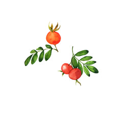 Set of red and orange wild rose autumn berries and leaves on white background. Hand drawn watercolor illustration.