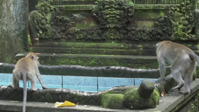 Grey Long-Tailed Macaque in Sangeh Monkey Forest, Bali, Indonesia
