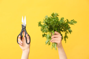 Female hands with scissors and fresh parsley on color background