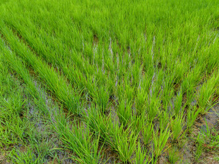 green rice fiald background or green leaves of wheat seedling farming in thailand