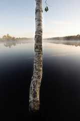 Birch trunk with carved initials in a pond, in the Schoenramer Filz moor in Upper Bavaria, South...