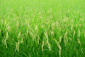 Obraz premium 収獲が近づいている稲穂