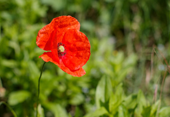 red poppy in the field