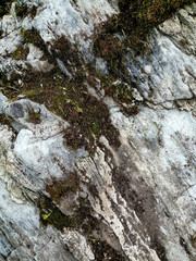 moss on rock
