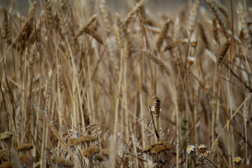 Fototapeta premium wheat field in the wind