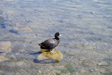 Perlhuhn am Toblachersee