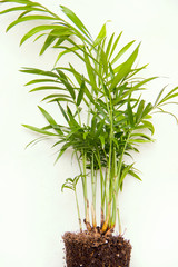 Chamaedorea close-up on a white background. View from above. Houseplants