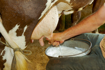 Ordenha manual de leite de vaca em  pequena propriedade rural de Guarani, estado de Minas Gerais, Brasil.