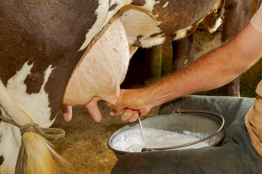 Ordenha manual de leite de vaca em  pequena propriedade rural de Guarani, estado de Minas Gerais, Brasil.