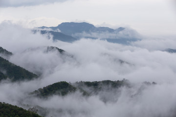 Fototapeta na wymiar Sea of fog flowing cover mountain and green forest on the morning.