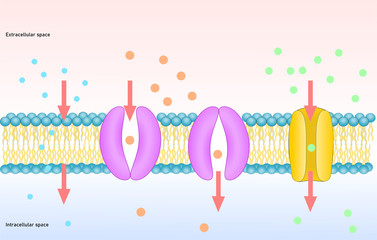 Passive transport of membrane, simple and facilitated diffusion. Channel and carrier protein