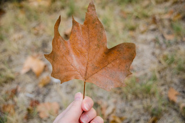 Woman's hand with dry maple leaf close up. Autumn in hands