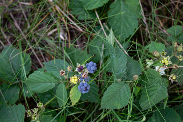 Blue wild berries, close-up. There is room for text, copy space.