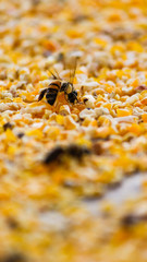 Bee and corn 