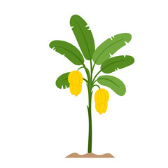 Organic production cartoon vector illustration with bananas palm