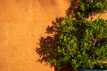 Green plant with light and shadow over pink concrete wall decorative with black and white stone.