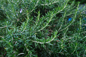Rosemary, Herb