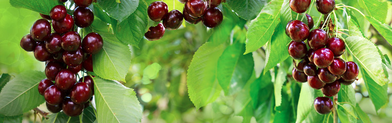 Close up on big Cherries hanging on a tree branch.