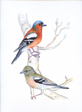 couple of chaffinches male and female on the branch.hand drawn watercolor illustration