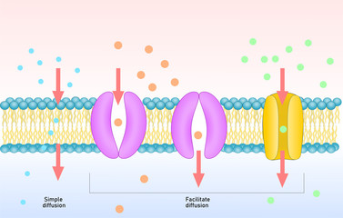 Passive transport of membrane, simple and facilitated diffusion. 