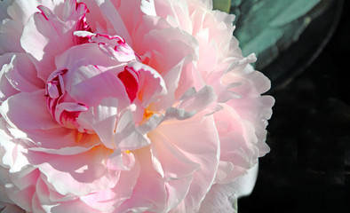 peony flower against a dark background close up