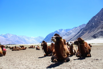 Fototapeta premium camels in the mountains beautiful mountain background 