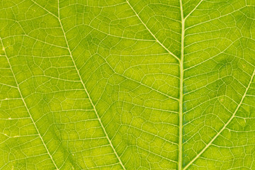 part of perilla leaf isolated on white background.