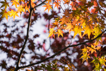 Beautiful maple leafs in autumn of Kyoto Japan