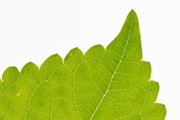 part of perilla leaf isolated on white background.